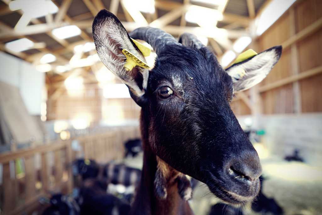 Du foin dans les&nbsp;bottes