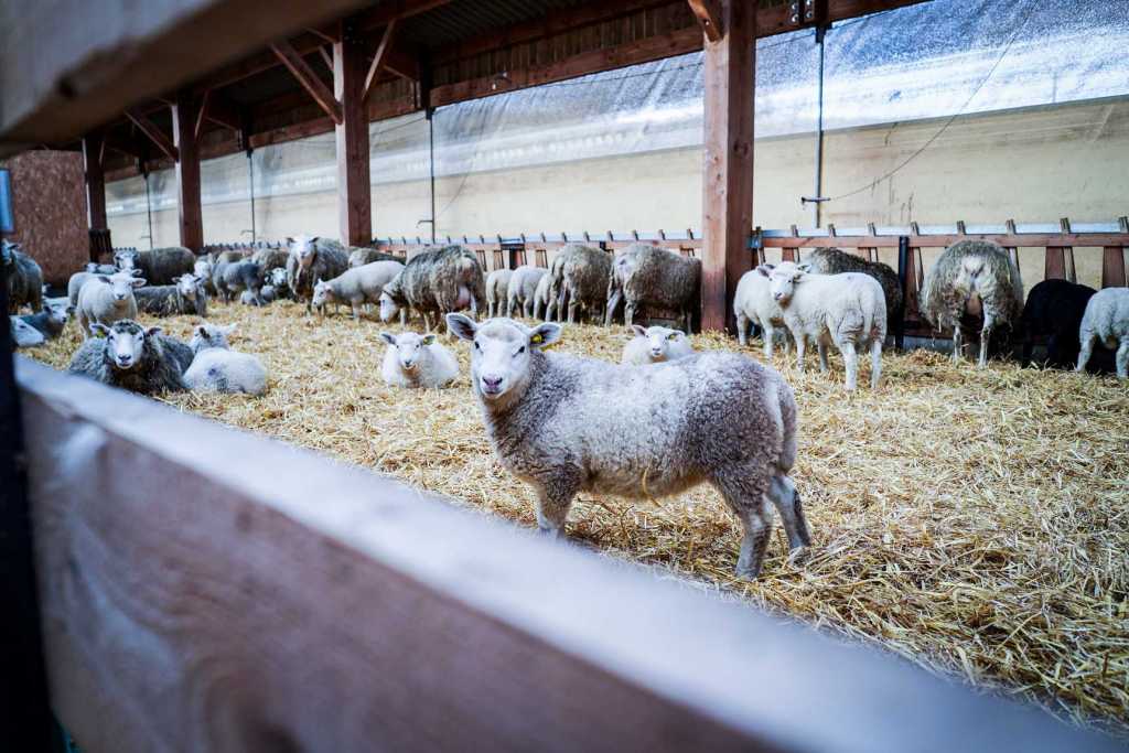L&rsquo;agneau du Limousin pour&nbsp;Gourmand