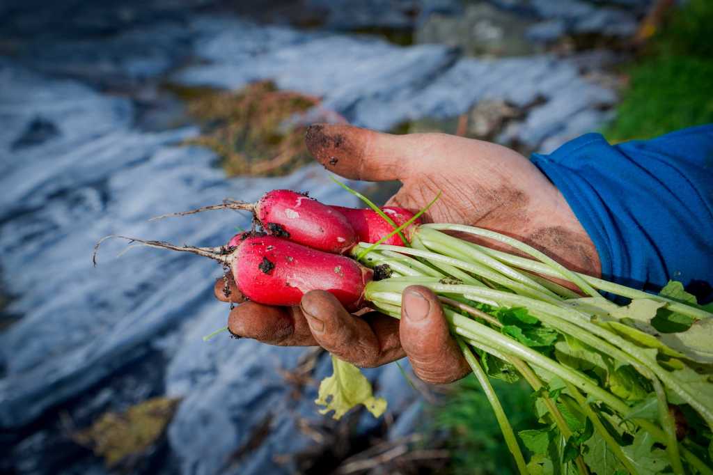 Manger bio &&nbsp;local