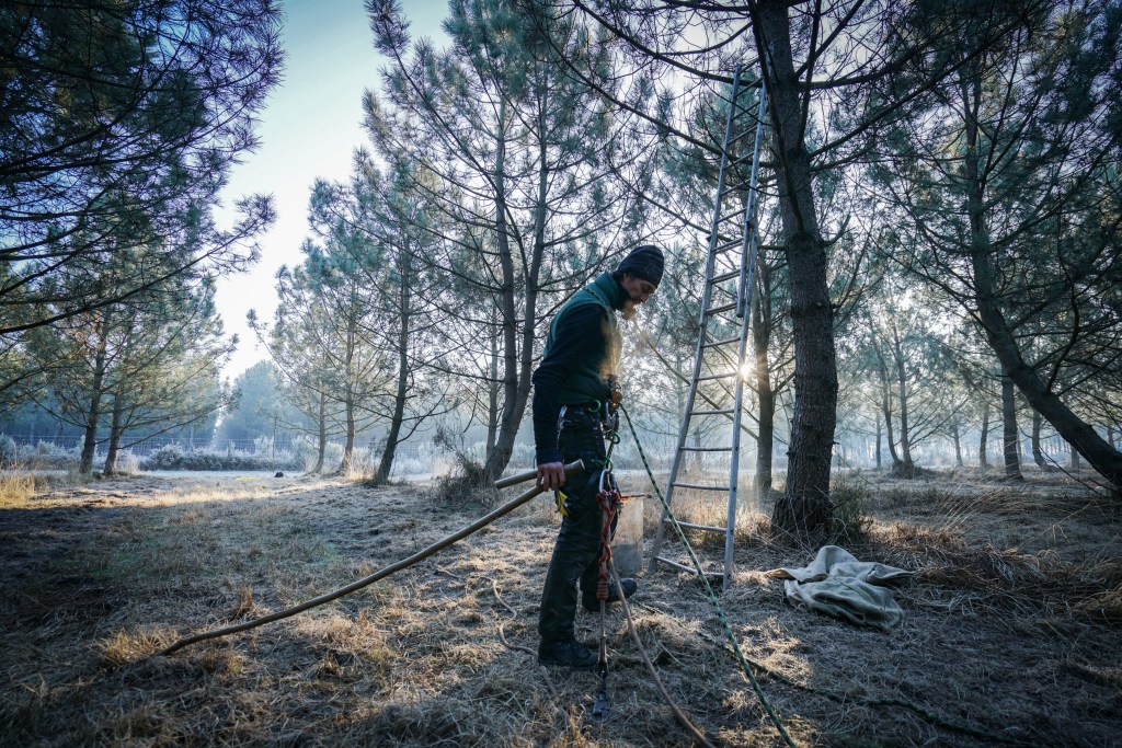 Cueilleurs de pommes de&nbsp;pin